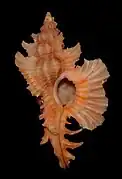 Chicoreus asianus