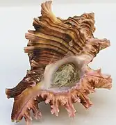 Chicoreus maurus