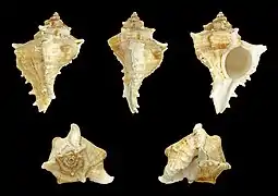 Chicoreus virgineus