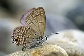 Luthrodes peripatria