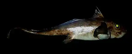 Chimaera monstrosa.