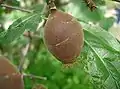 Fruit