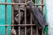 Chimpanzé