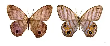 Chloreuptychia herseis — coll. MHNT.