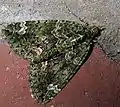 Chloroclysta siterata  (Hufnagel, 1767)