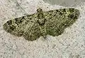 Pasiphila rectangulata  (Linnaeus, 1758)