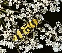 Chlorophorus varius (O.F.Müller, 1766)