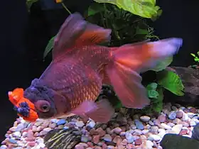 Poisson roude type pompo.