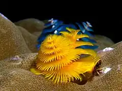 Spirobranchus giganteus (Sabellida)