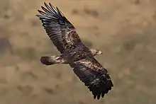 Un aigle royal.