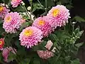Chrysanthème 'Seashell'.
