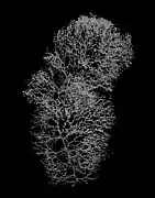Chrysogorgia midas