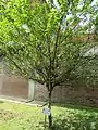 Arbre jeune, cultivé au Bangladesh