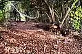 Piste pour la chute