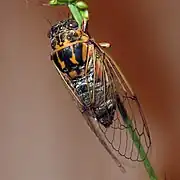 Cicadatra hyalina.