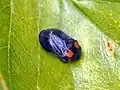 Penthimia nigra, avec taches rouges (Alessandria, Italie).