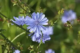 Cichorium intybus L. ― Chicorée sauvage.