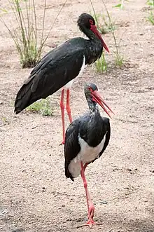 Vue de deux cigognes noires à bec et pattes rouges, marchant sur le sol.