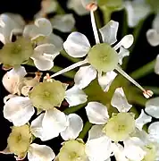 Fleurs.