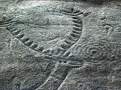 Cerf de Laxe dos Carballos (Campo Lameiro).