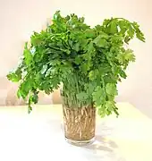 Feuilles de coriandre fraîches (jeunes pousses).