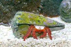 Ciliopagurus strigatus