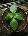 Jeune Cinchona pubescens