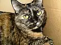 Chatte « écaille de tortue »