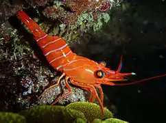 Cinetorhynchus cf. hiatti