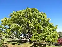 Cinnamomum camphora (plante-hôte)