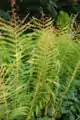 Frondes stériles