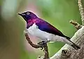 Spréo améthyste (Cinnyricinclus leucogaster)