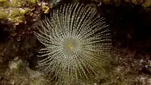 Un spirographe dans une faille