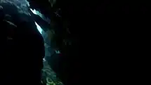 Une murène dérangée dans une faille