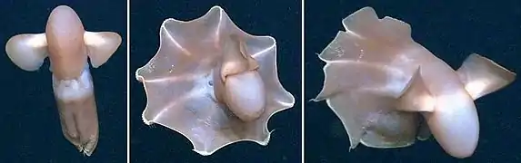 Cirroteuthis muelleri (Cirroteuthidae)