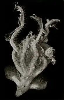 Cirrothauma murrayi