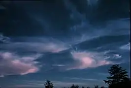 Cirrus duplicatus