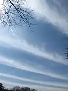 Cirrus radiatus