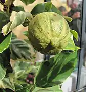 Citron panaché