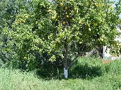Citrus limon (citronnier), plante hôte de Papilio xuthus
