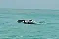 Grands dauphins au large de la péninsule du Yucatán, au Mexique