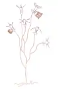 Cladonema radiatum, un Cladonematidae