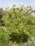 Clausena anisata, plante-hôte