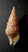 Clavatula tripartita.