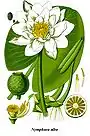 fleur du néflier