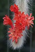 Cleisto cactus winteri subsp. cola de mono