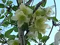 Clematis cirrhosa