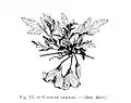 Clematis cirrhosa (Dessin)