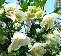 Clematis cirrhosa