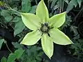 Clematis florida Pistachio 'Evirida'.